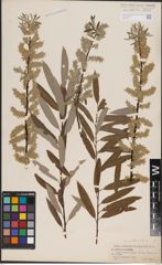 Foto von Salix candida Flüggé ex Willd. x Salix sericea Marshall